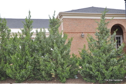 Juniperus chinensis 'Fairview' — photo 3